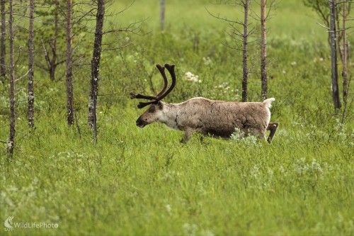 Sob polárny (Rangifer tarandus ), Ivan Kochan