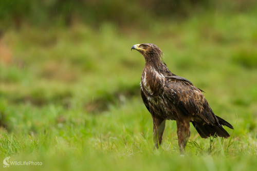 Aquila chrysaetos / orol skalný, Ladislav Dzivjak