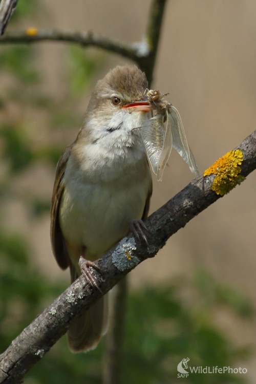 Trsteniarik veľký, Vladimír Michalec