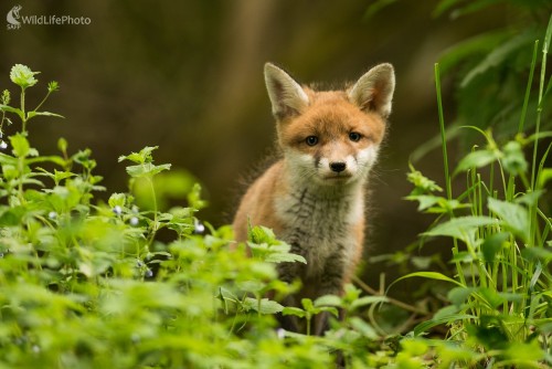 Moje prvé, Ľubomír Ondráško
