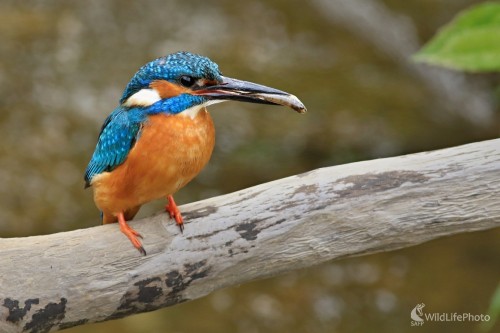 Pre mláďatká, Maroš Detko