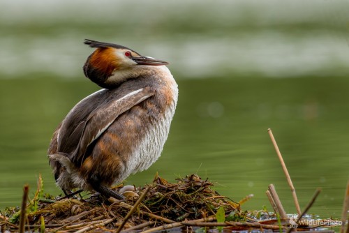Potápka, Ľubomír Ondráško