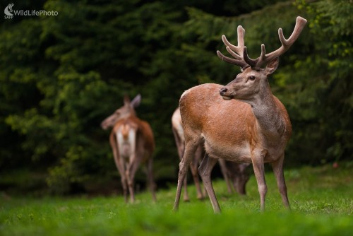Jelienok, Ľubomír Ondráško