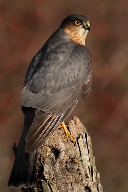 Jastrab krahulec (Accipiter nisus), Martin Šabík