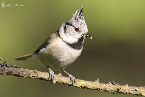 Sýkorka chochlatá, Dominik Kalata