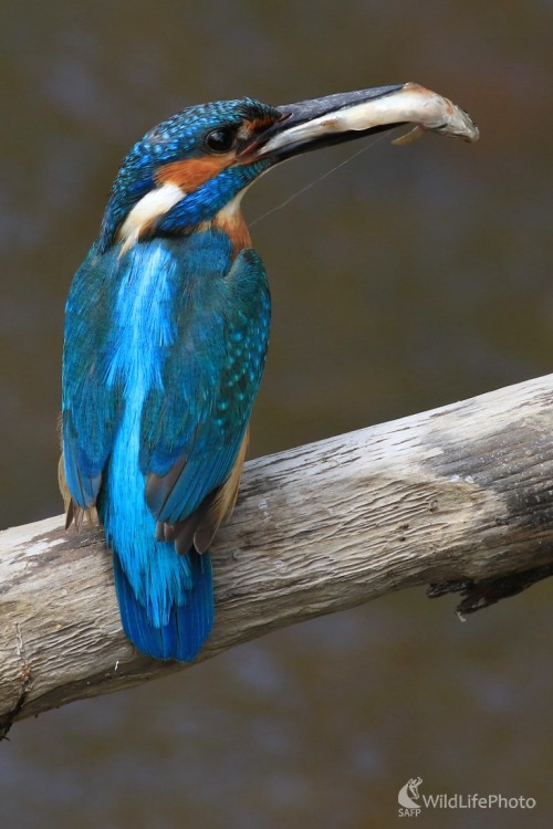 Posledná niť života, Maroš Detko