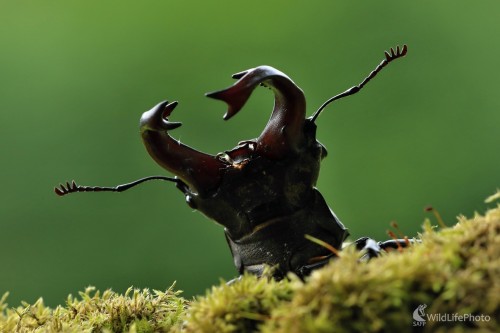 Roháč veľký, Maroš Detko