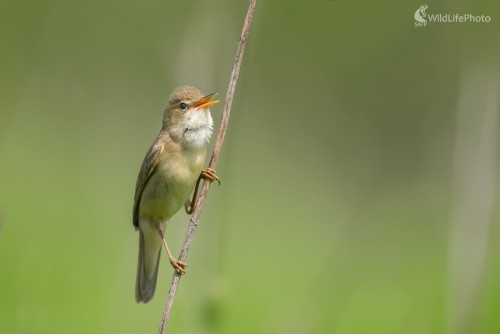 Speváčik, Ľubomír Ondráško