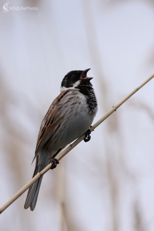Strnádka trstinová (Emberiza schoeniclus), Martin Šabík