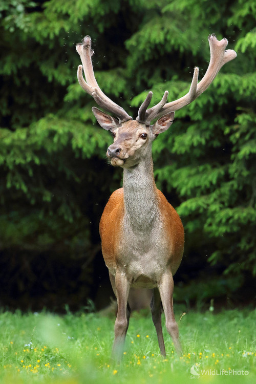 Jeleň lesný, Peter Jurík