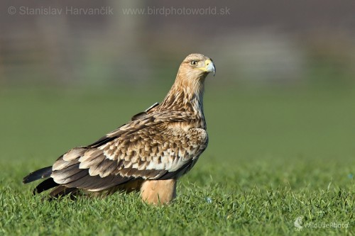 Orol kráľovský (Aquila heliaca), mladý vták, Stanislav Harvančík