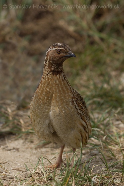 Prepelica poľná (Coturnix coturnix), Stanislav Harvančík