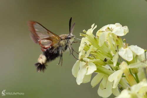 Lišaj zemolezový, Vladimír Michalec