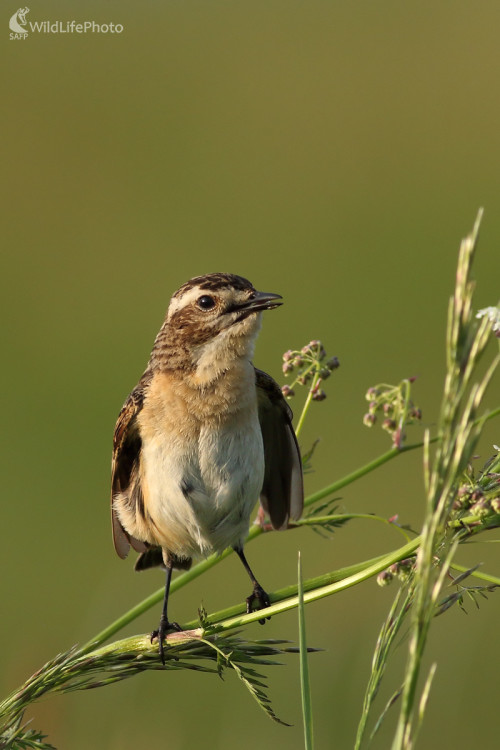 Pŕhlaviar čiernohlavý (Saxicola rubeola), Michal Stoklasa