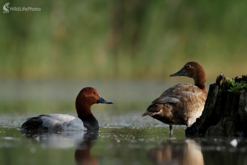Chochlačka sivá (Aythya ferina), Martin Šabík