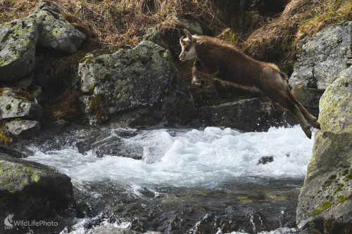 Prelet nad potočím hniezdom, Marian Zelina