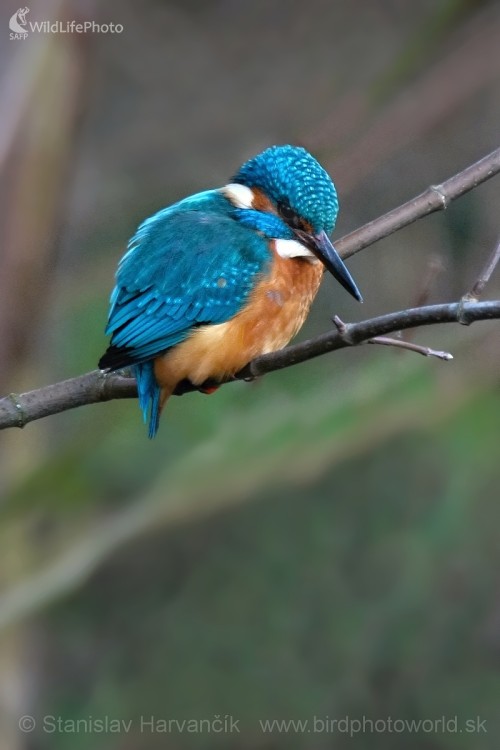 Rybárik riečny (Alcedo atthis), Stanislav Harvančík