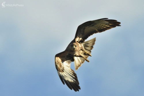 Zvedavý, Milan Čierny