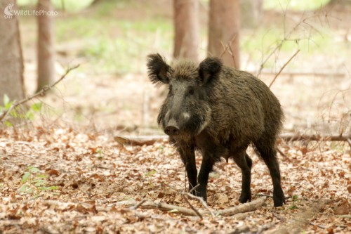 Diviak lesný (Sus scrofa), Martin Šabík