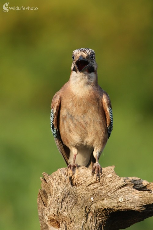 Sojka škriekavá (Garrulus glandarius), Martin Šabík