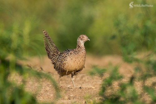 Pani Bažantová, Ľubomír Ondráško