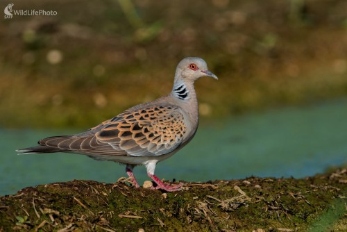 Hrdlička poľná, Ľubomír Ondráško