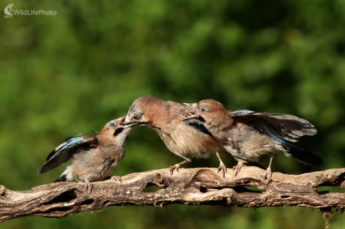 Malý hladoši, Martin Šabík