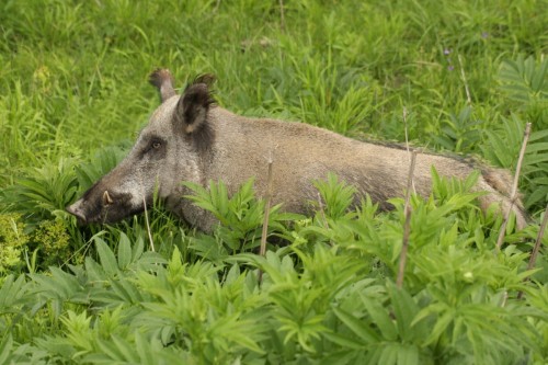 Diviak lesný (Sus scrofa), Martin Šabík