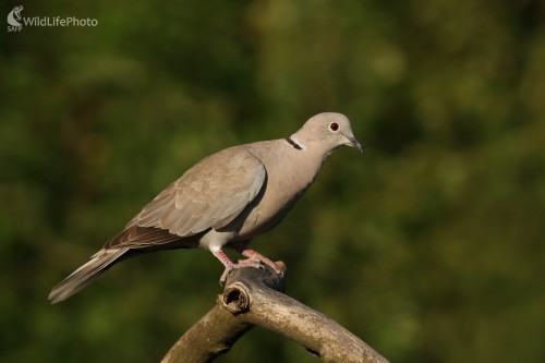 Hrdlička záhradná | (Streptopelia decaocto), Martin Šabík