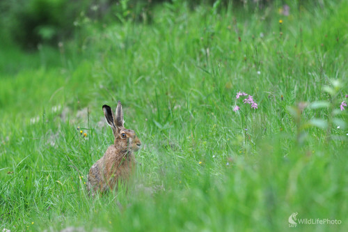 Na letnej lúke, Milan Čierny