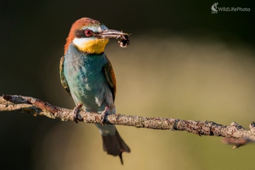 Včelárik, Ľubomír Ondráško