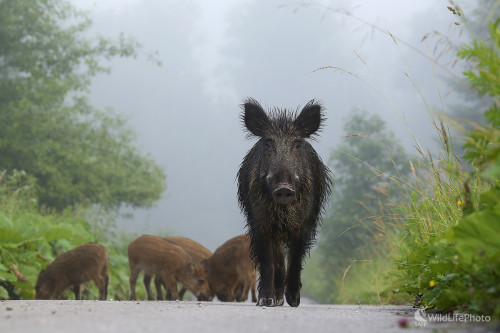Stopárka s deťmi , Pavol Bukovan