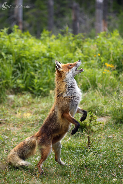 líščie tango, Pavol Bukovan