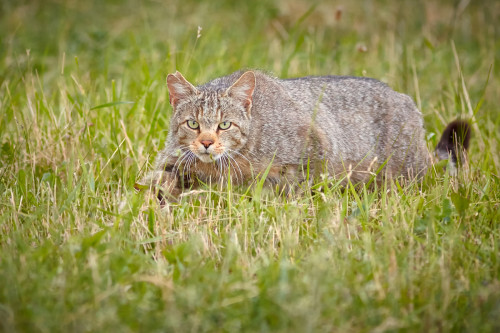 Mačka divá, Ivan Teplan