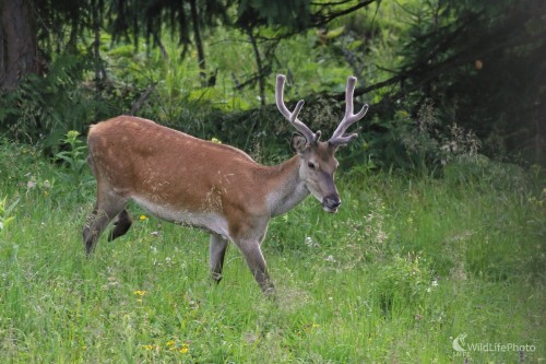 Bodkovaný mladík, Vladimír Michalec
