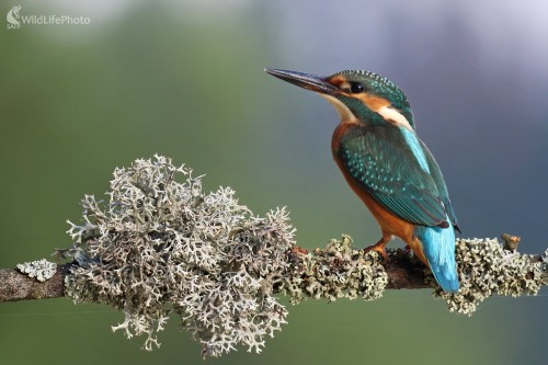 Mladý rybárik vo večernom slnku, Vladimír Michalec