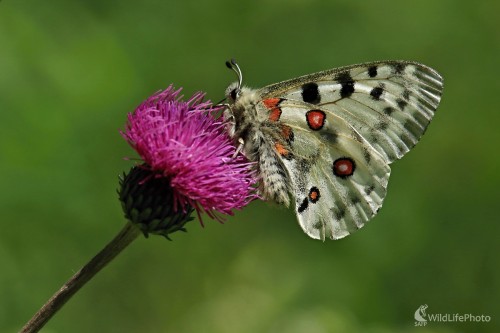 Letný deň, Maroš Detko