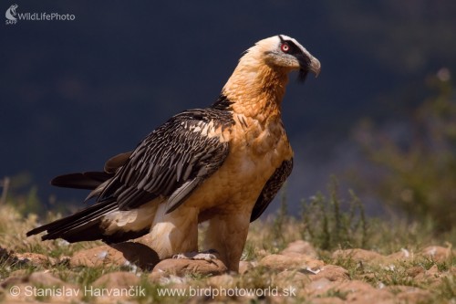 Bradáň žltohlavý (Gypaetus barbatus), Stanislav Harvančík