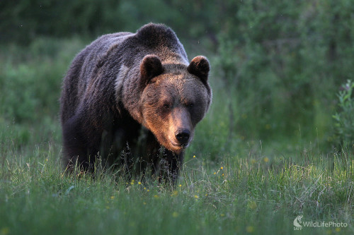 Medveď hnedý, Dominik Kalata