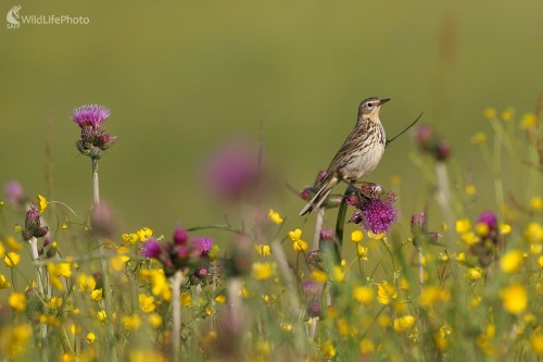 Ľabtuška lúčna, Vladimír Michalec