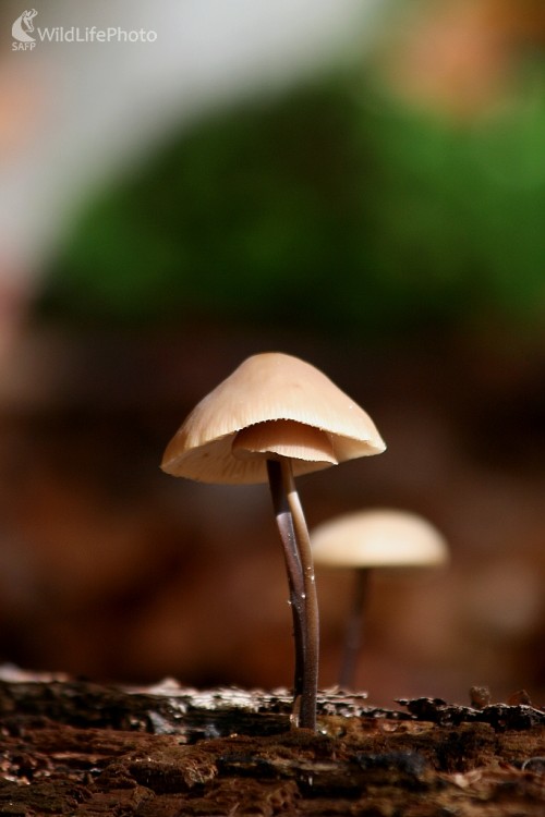 ...pod dáždnikom alebo... (?)..., Milan Fuňák