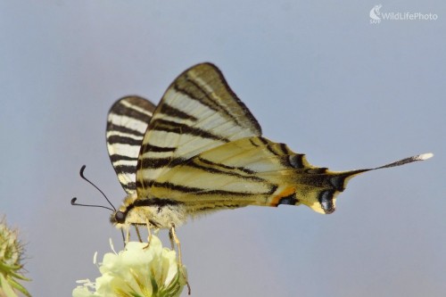 Vidlochost ovocný, Vladimír Michalec