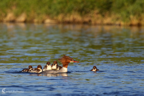 Haló taxi... , Pavol Bukovan