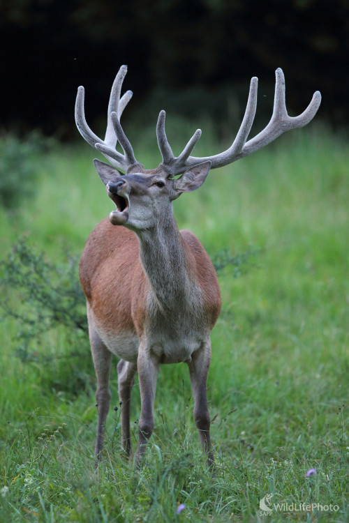 Trénujem na ruju ..., Marián Jamrich