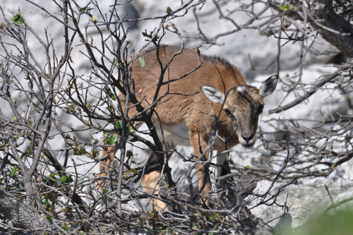 Muflónča, Milan Čierny