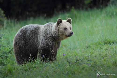 Mamina ..., Marián Jamrich