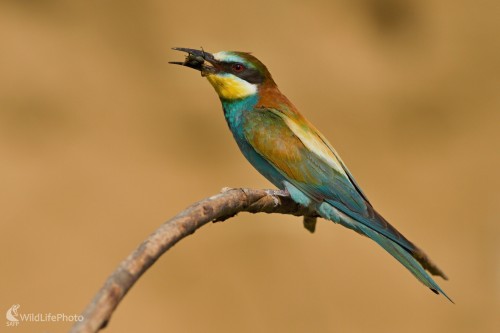 Včelárik zlatý, Maroš Detko