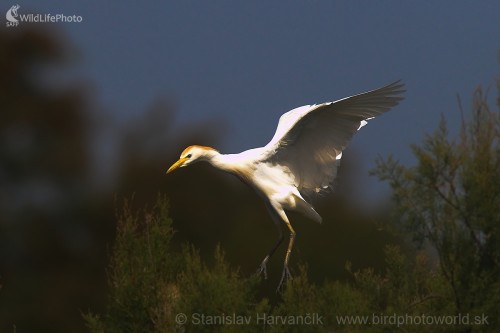 Hltavka chochlatá (Bubulcus ibis), Stanislav Harvančík