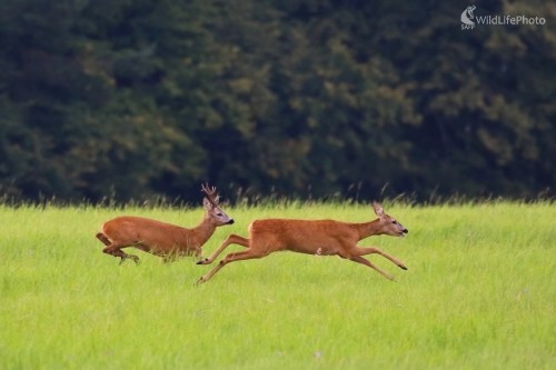 Srnčia naháňačka, Vladimír Michalec
