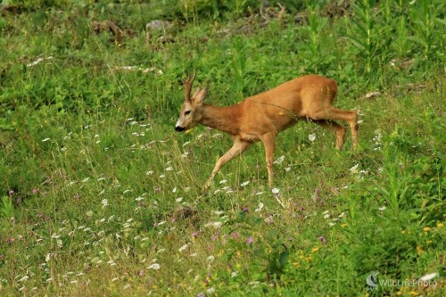 Uponáhľaný, Maroš Detko